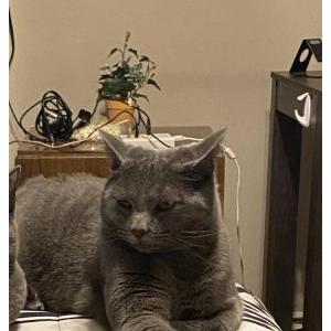 Lost Cat Smokey