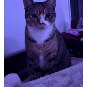 Lost Cat kiwi