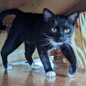 Image of Unknown, Found Cat