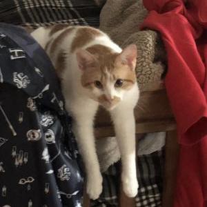 Lost Cat Gus