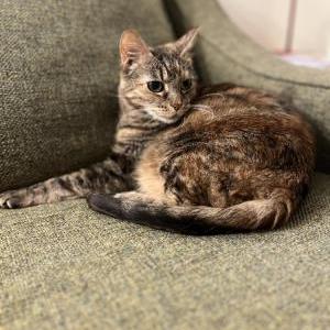 Image of Chickpea, Lost Cat