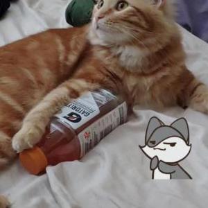 Image of Garfield, Lost Cat