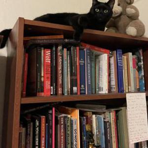 Lost Cat Minerva