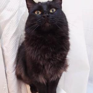 Lost Cat BlingBling