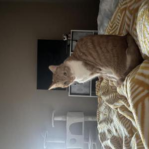 Image of Chloe, Lost Cat