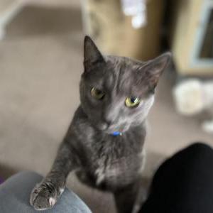 Image of Slate, Lost Cat