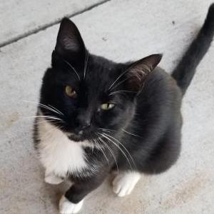 Lost Cat Tux