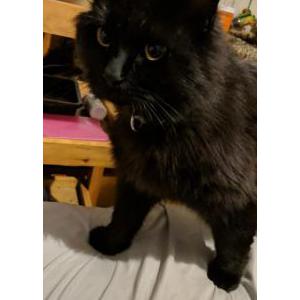 Lost Cat Bynx