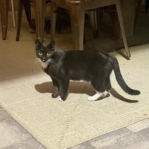 Lost Cat Tia