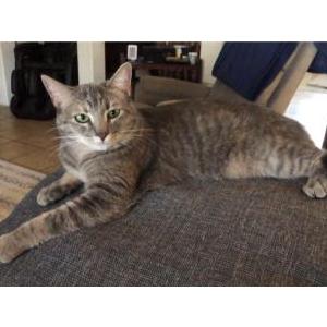 Image of Nicki, Lost Cat