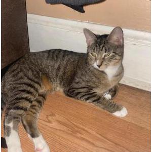 Image of Narco, Lost Cat