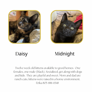 Lost Cat Daisy