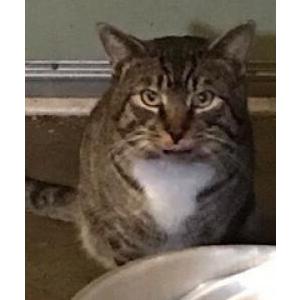 Image of Reckless, Lost Cat