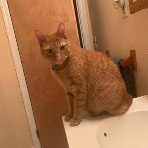 Image of Warren, Lost Cat