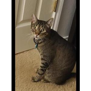 Image of Nimbus, Lost Cat