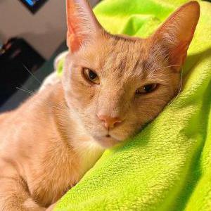 Image of Taco, Lost Cat
