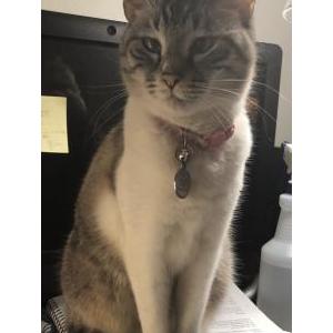 Image of Cat, Lost Cat