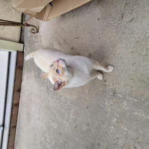 Image of Jesse, Lost Cat