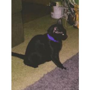 Image of Boo boo, Lost Cat