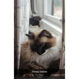 Lost Cat Tallulah