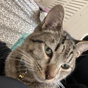 Image of Simba, Lost Cat
