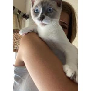 Image of polo, Lost Cat