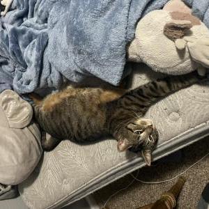 Lost Cat Trivia