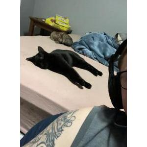 Lost Cat Kreacher