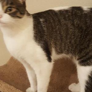 Lost Cat Molly