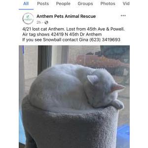 Lost Cat Snowball