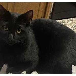 Image of Aladdin, Lost Cat