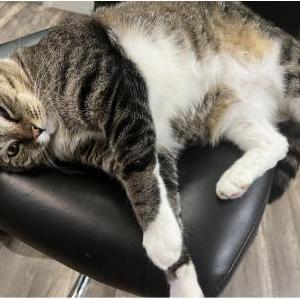 Image of Shochu, Lost Cat