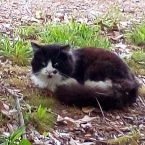 Image of Unknown, Found Cat