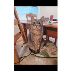 Image of Baby cat ,Mercury, Lost Cat