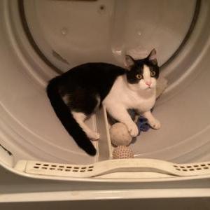 Lost Cat Buddy - is Deaf-