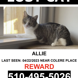 Lost Cat Allie