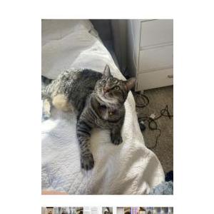 Image of Izzie, Lost Cat