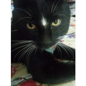 Image of Diamond, Lost Cat