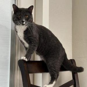 Image of Mittens, Lost Cat