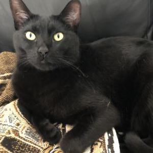 Lost Cat Panther