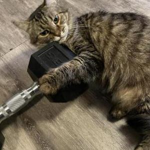 Image of Cookie, Lost Cat