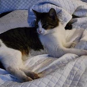 Image of Barney, Lost Cat