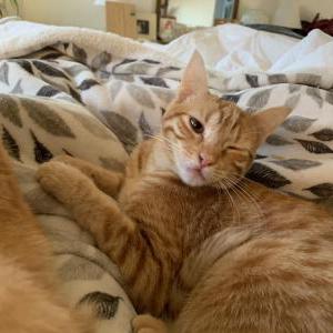 Image of Willey Nelson, Lost Cat