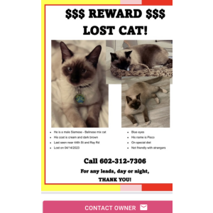 Lost Cat Pisco
