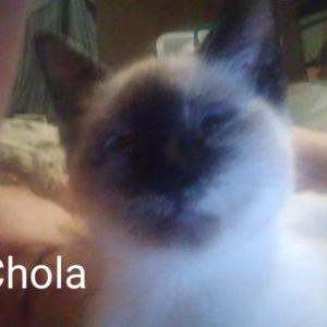 Lost Cat Chola