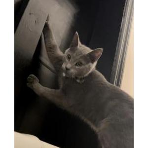 Image of Chico, Lost Cat