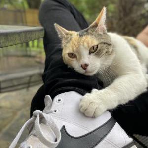 Image of unknown, Found Cat