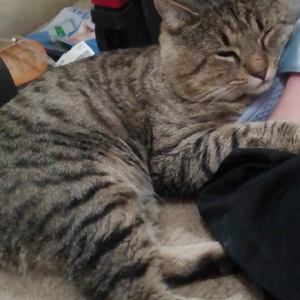 Image of Turbo, Lost Cat