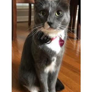 Lost Cat Luna