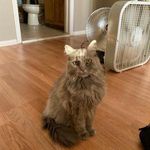 Image of Nala, Lost Cat